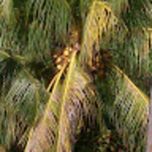 Meet your Posher, Ibless